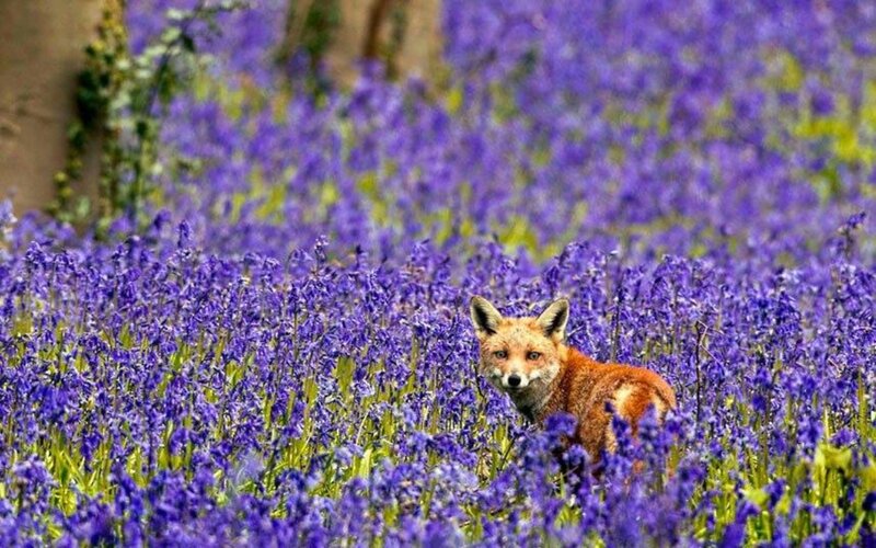 Fox in Bluebells