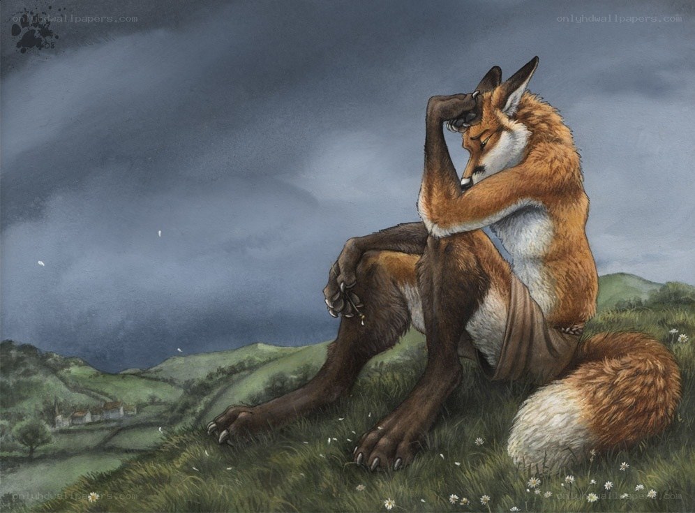 fox in contemplation