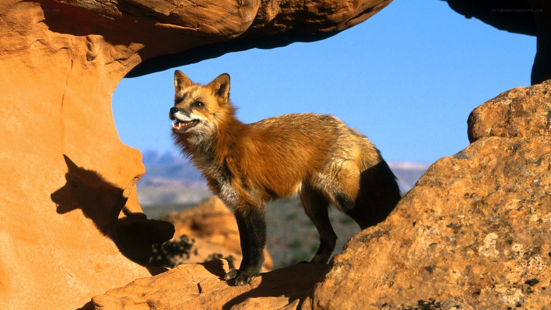 fox in desert rock formation