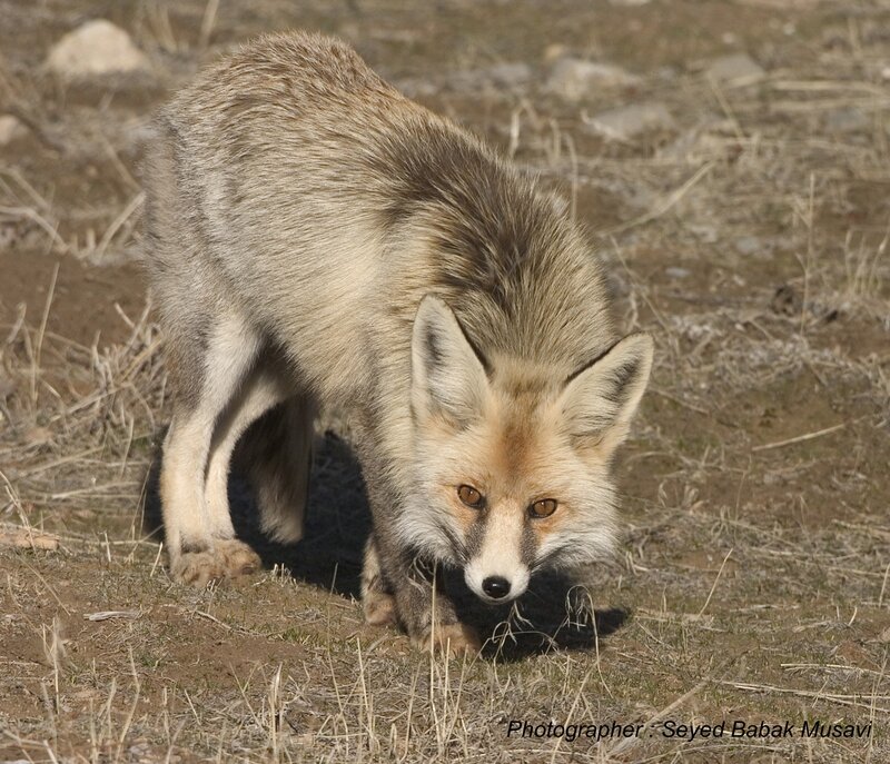 fox in dry grass