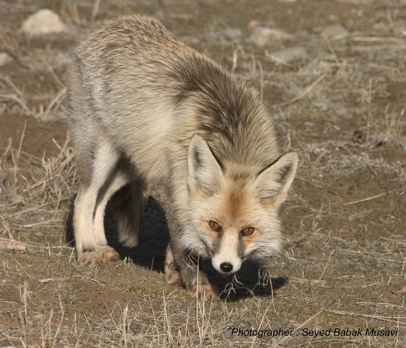 fox in dry grass
