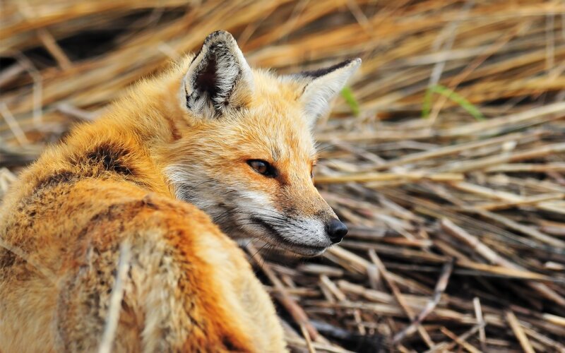 fox in dry grass