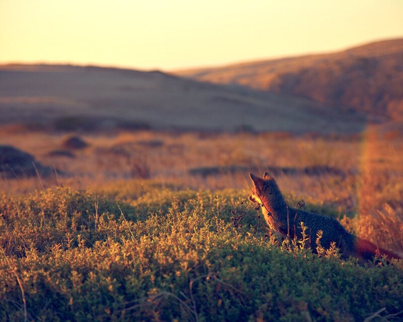 Fox in Field