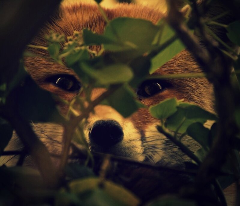 Fox in Foliage — Green