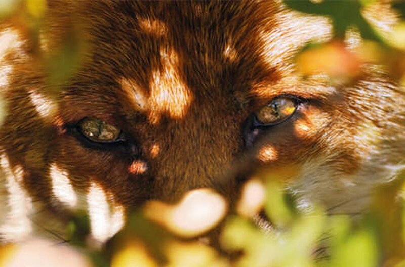 Fox in Foliage