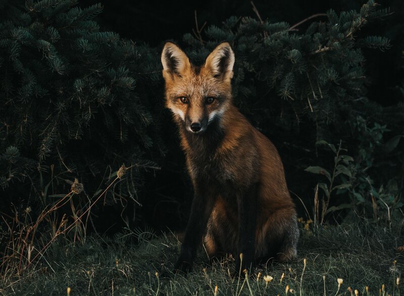 fox in forest at dusk