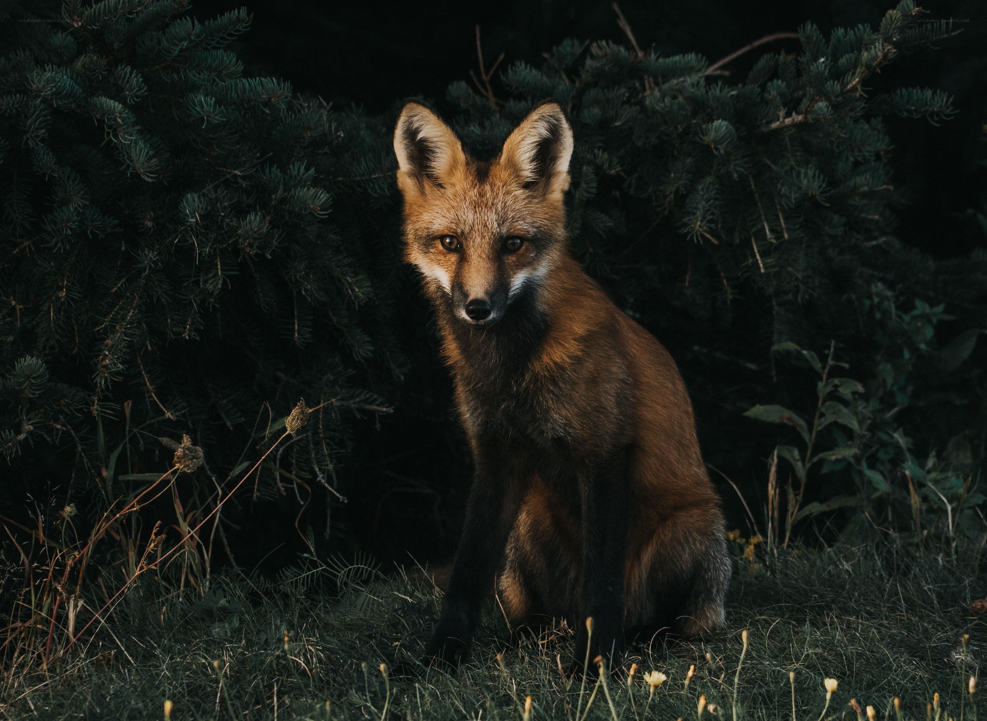 fox in forest at dusk