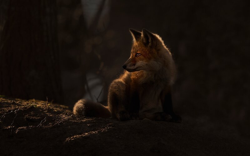 Fox in Forest — Brown