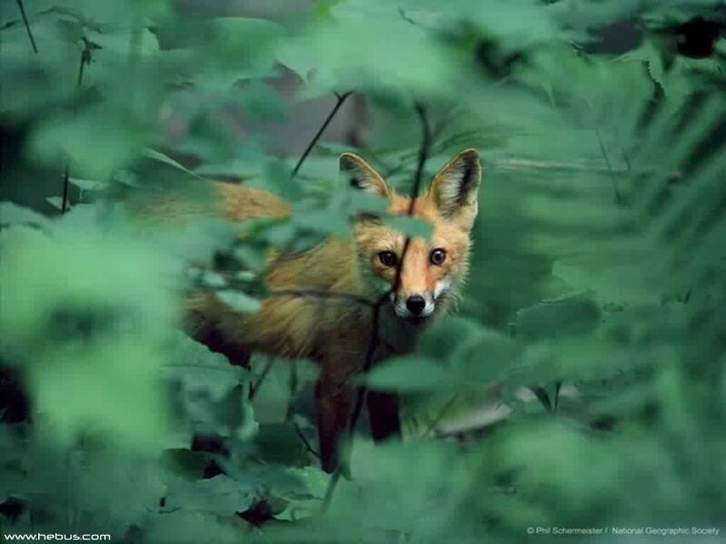 fox in forest foliage