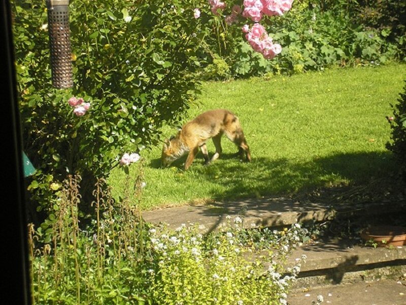 Fox in Garden — Green
