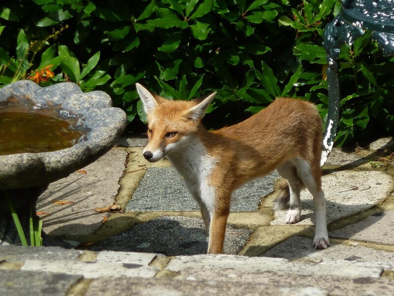 Fox in garden near birdbath