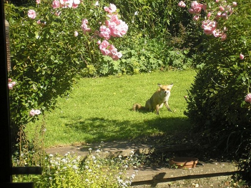 Fox in Garden