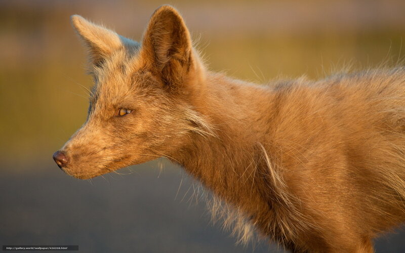 fox in golden light