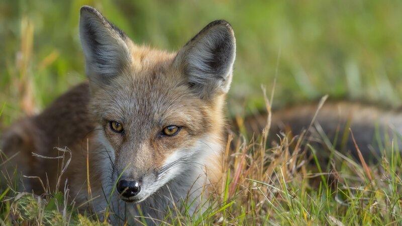 Fox in Grass — Brown
