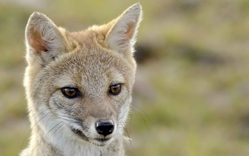 Fox in Grassland