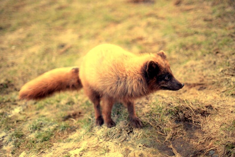 fox in grassy field