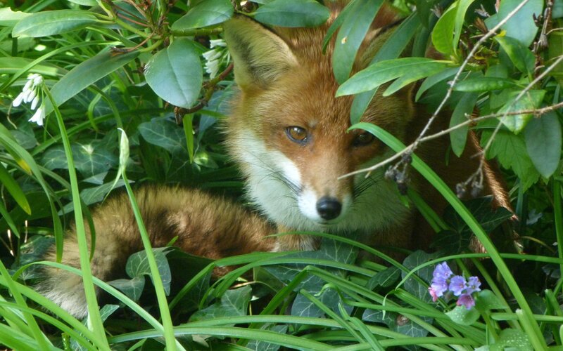 Fox in green foliage