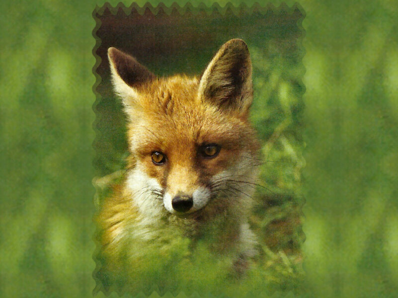 Fox in Green Grass — Natural