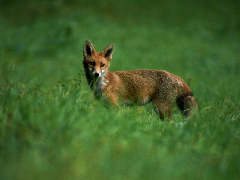 fox in green grass