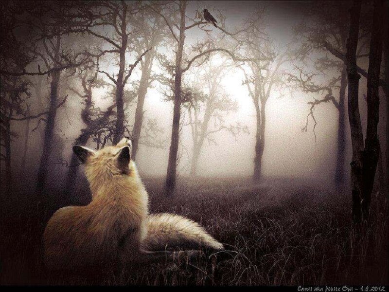 Fox in Misty Forest