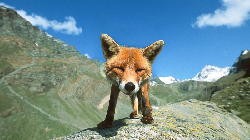 Fox in mountain landscape