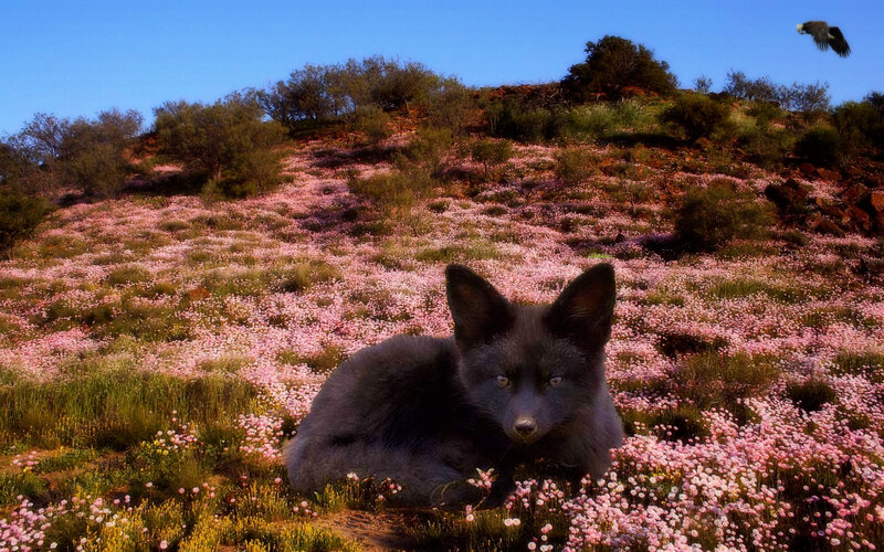 Fox in pink flower field