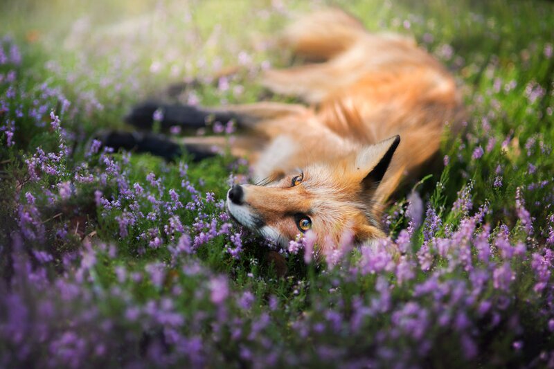 Fox in Purple Flowers — Serene
