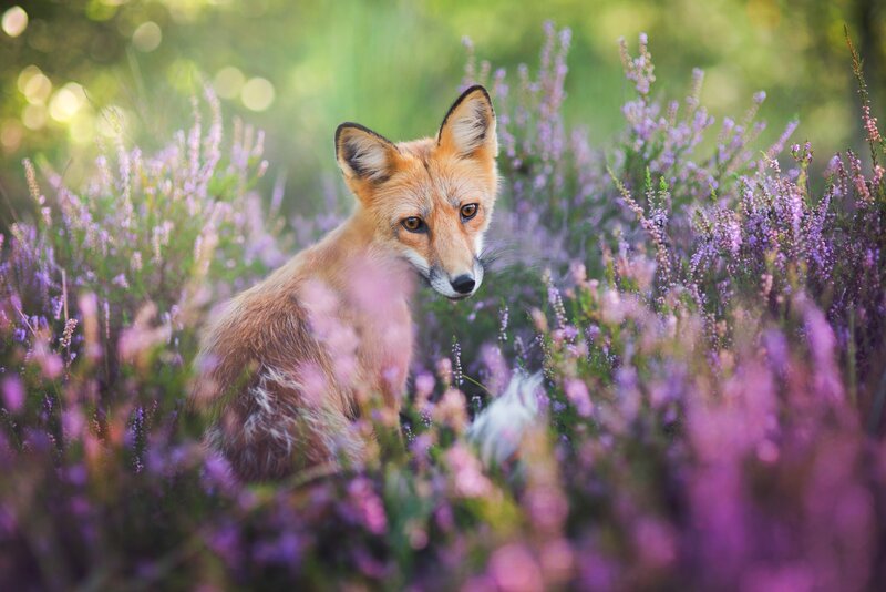 Fox in Purple Flowers