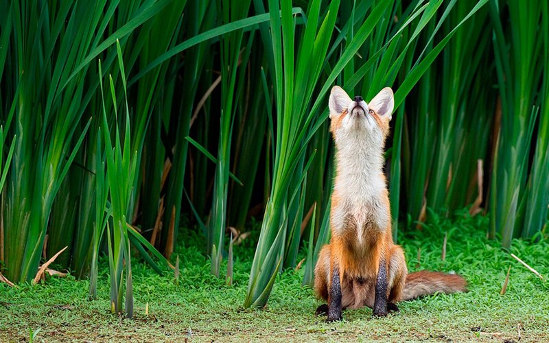 fox in reeds looking up