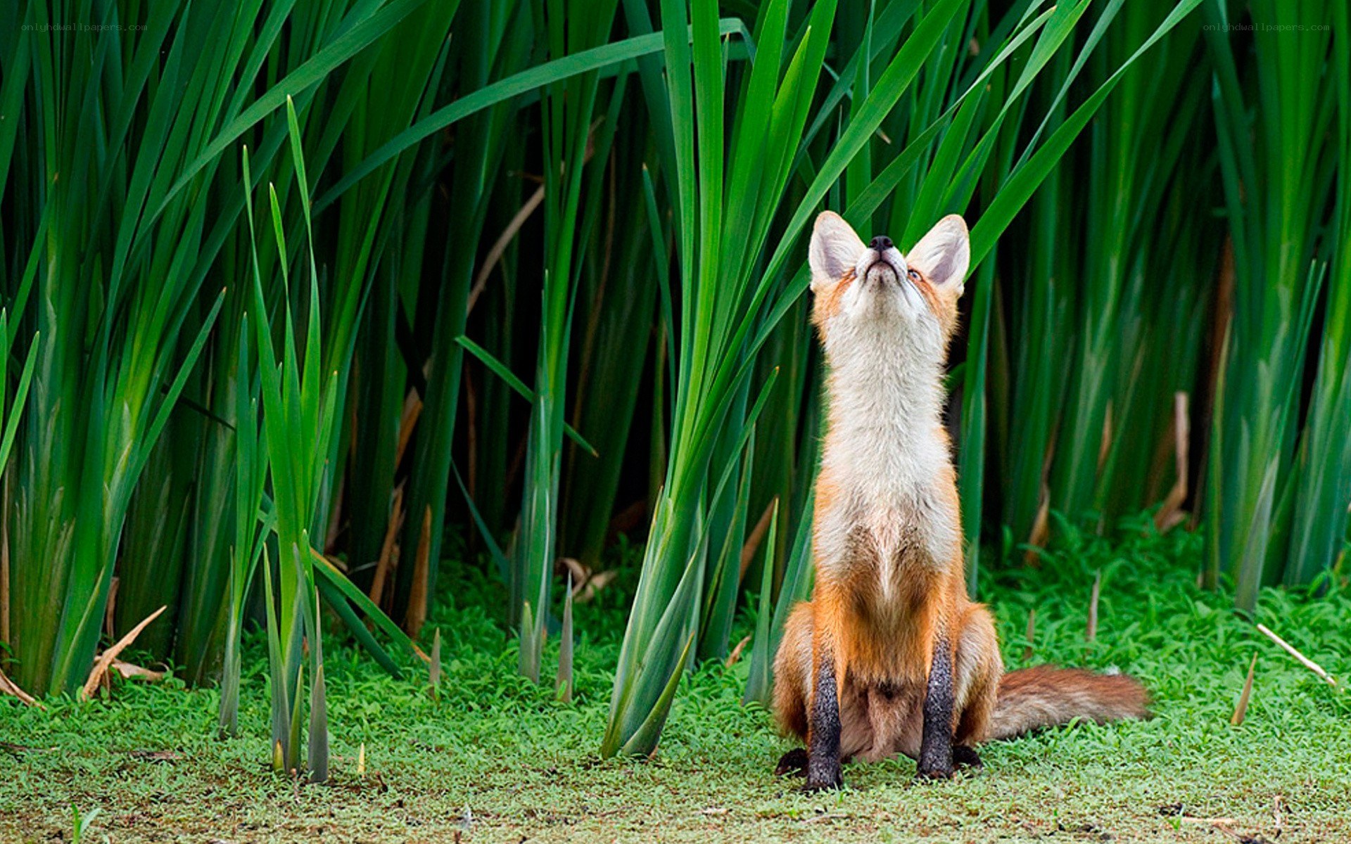 fox in reeds looking up