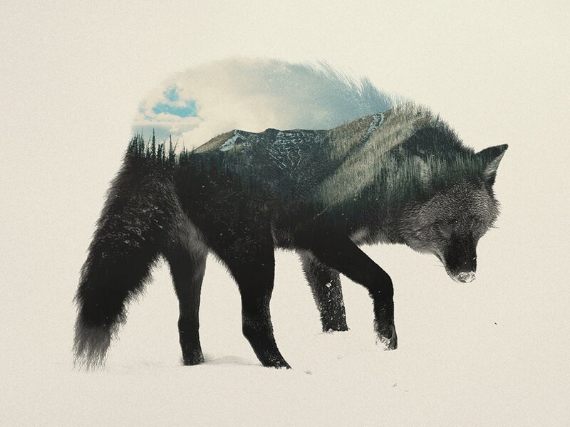 Fox in Snow — Black