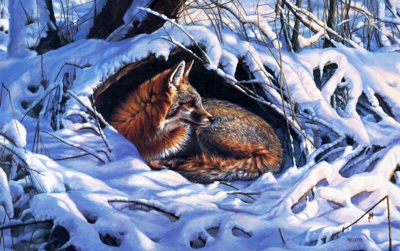 Fox in Snow Den