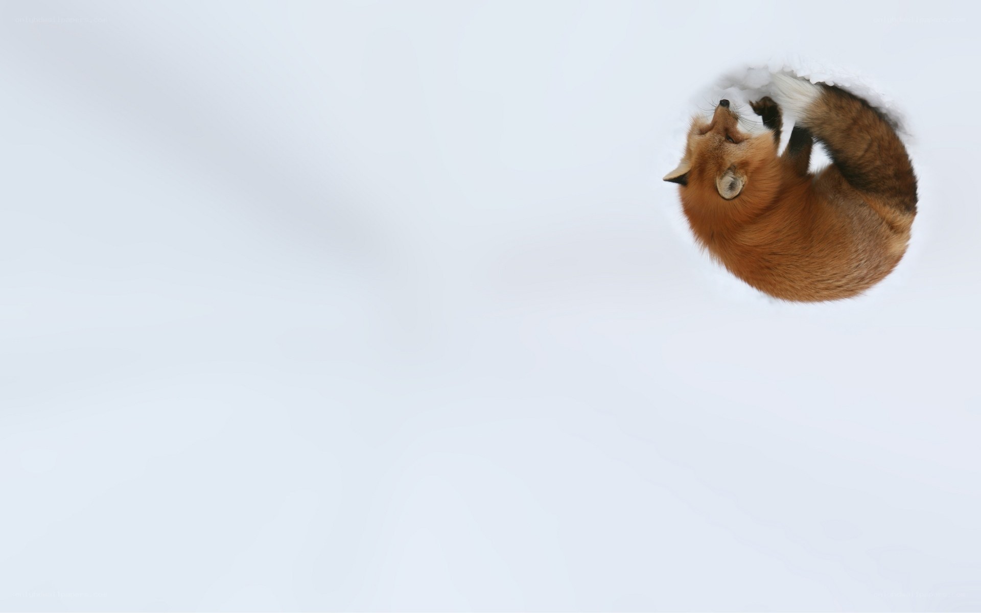 fox in snow hole
