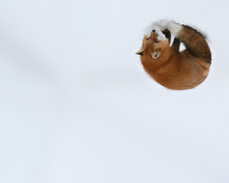 fox in snow hole