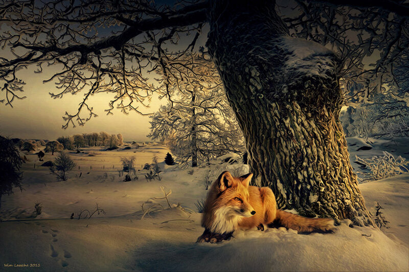 Fox in Snow — Orange