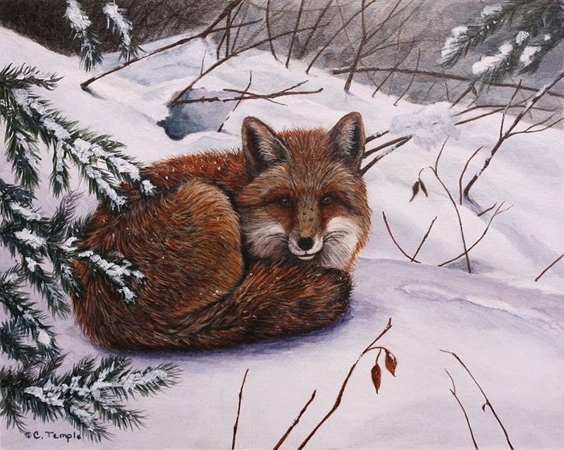 Fox in Snow