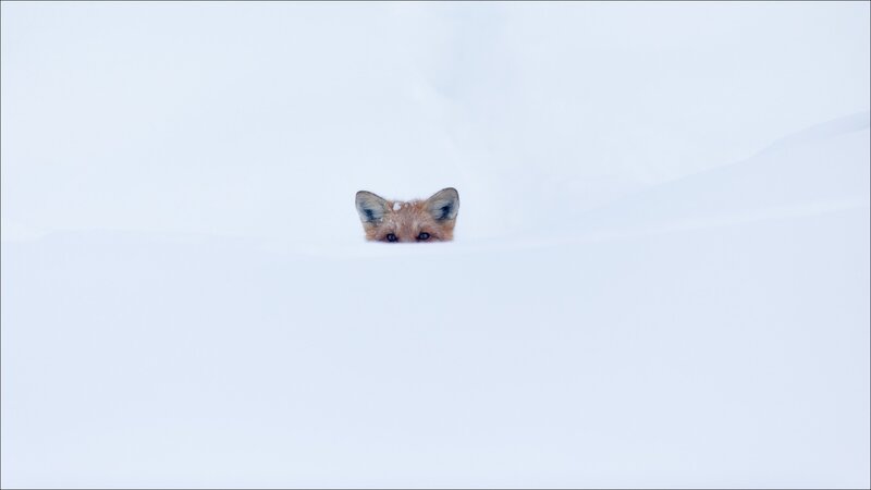 Fox in Snow — White, Calm