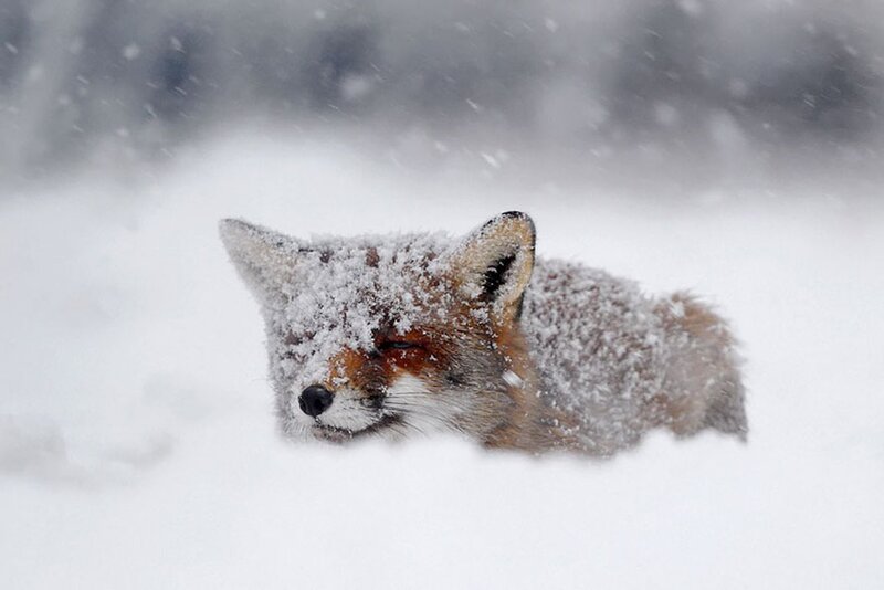 Fox in Snow — White, Cold