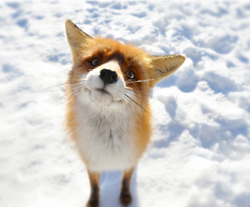 Fox in Snow — White, Curious