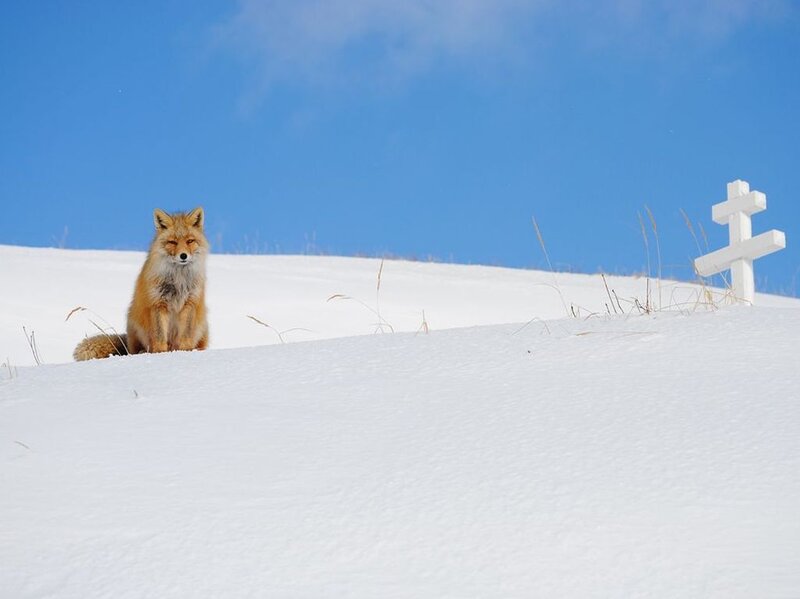Fox in Snow — White, Serene
