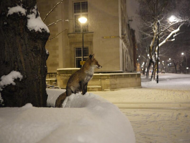 Fox in Snow — White