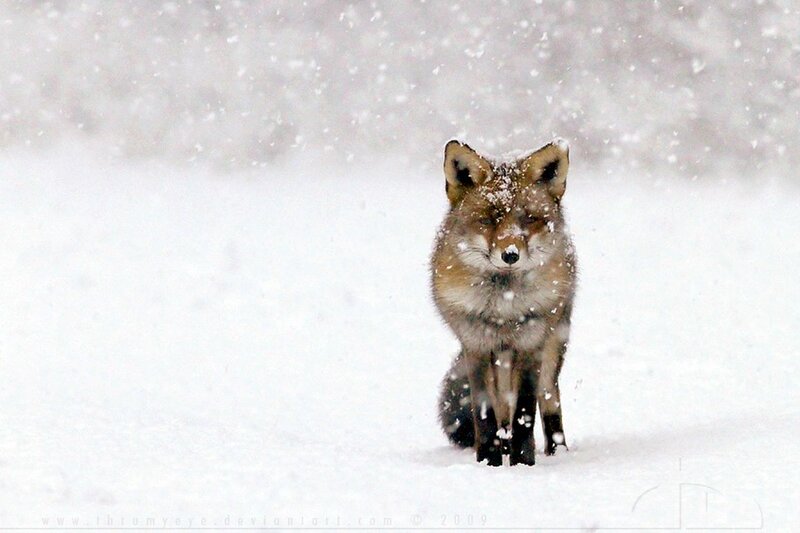 Fox in Snowstorm