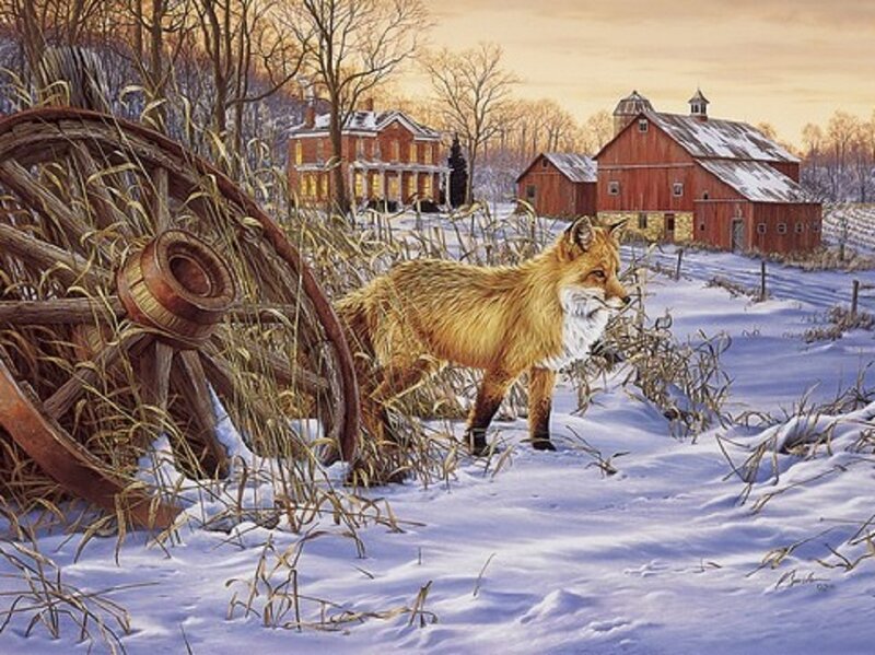 Fox in snowy farm landscape