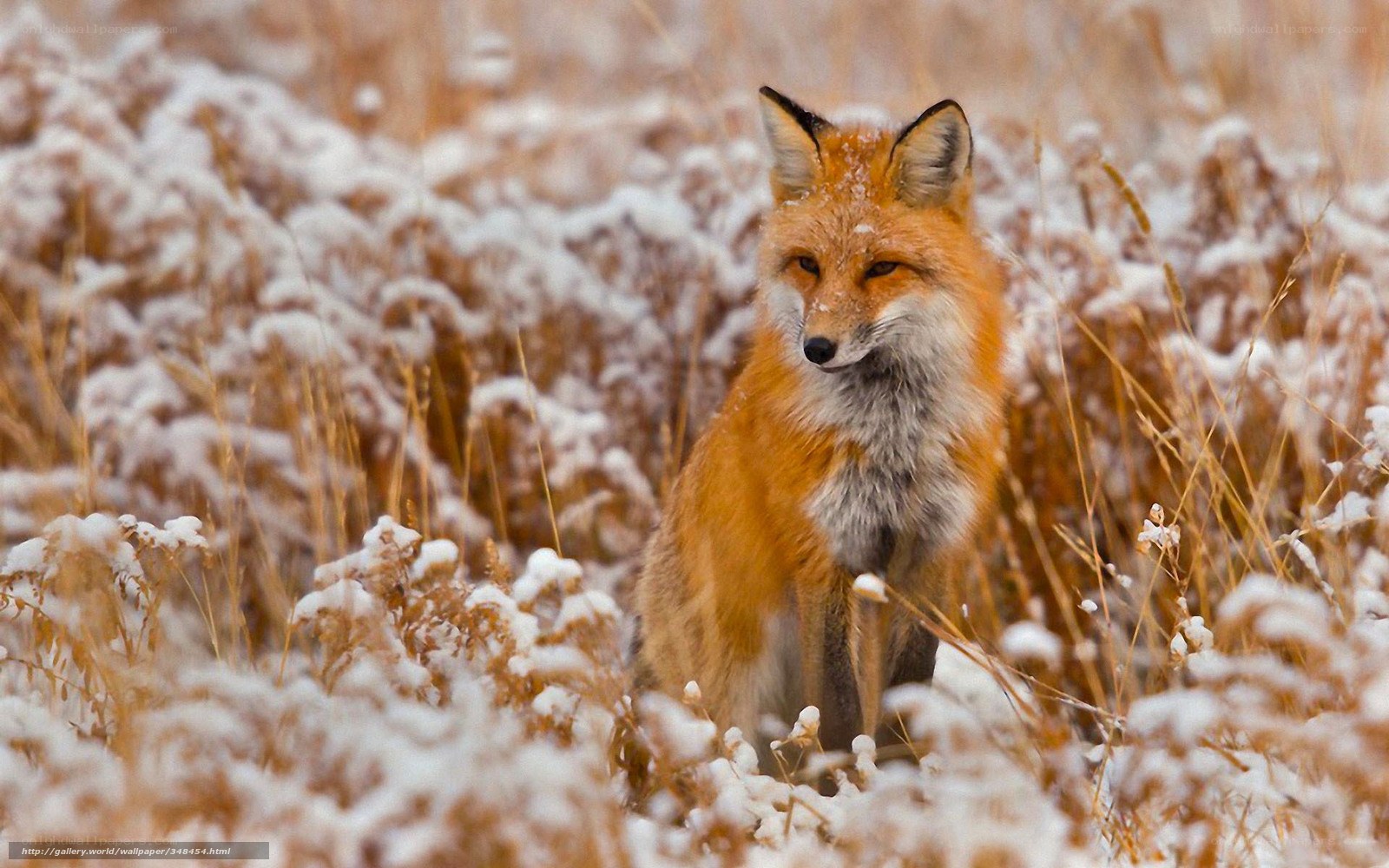 fox in snowy field