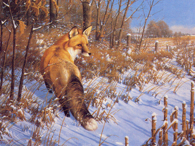 Fox in snowy field