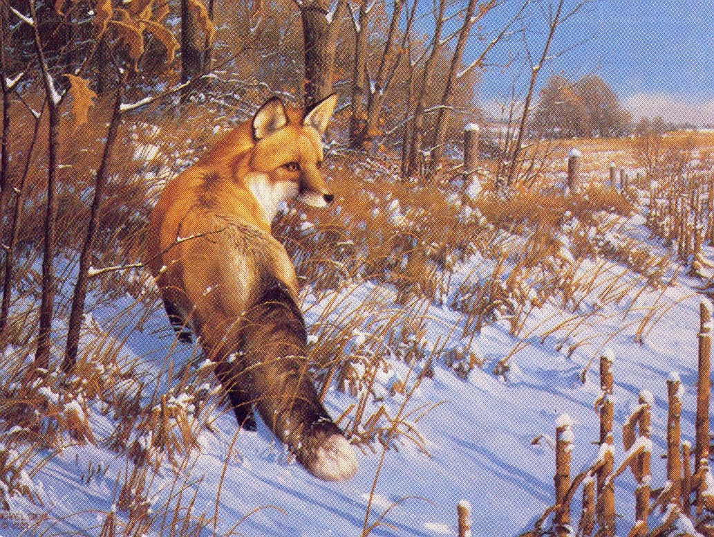 Fox in snowy field