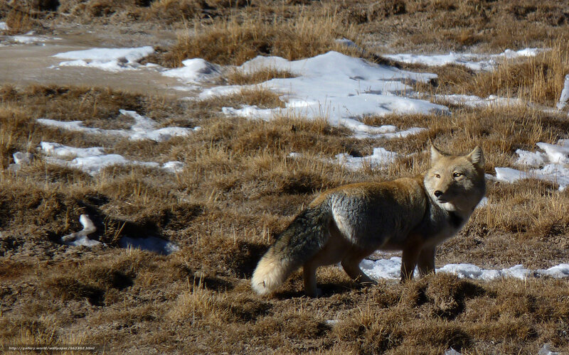 Fox in Snowy Field — Brown