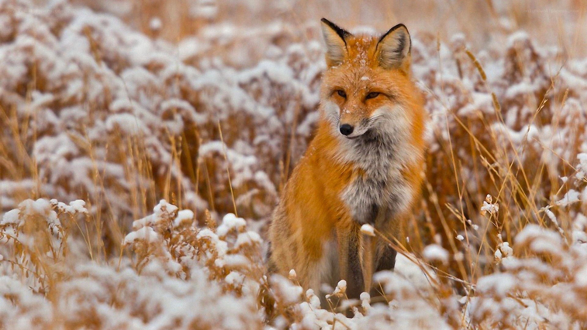 Fox in snowy field