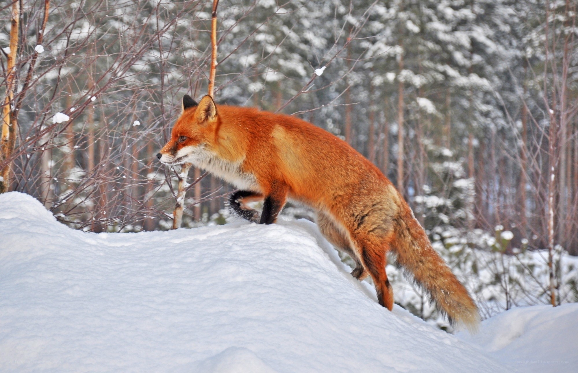 Fox in snowy forest