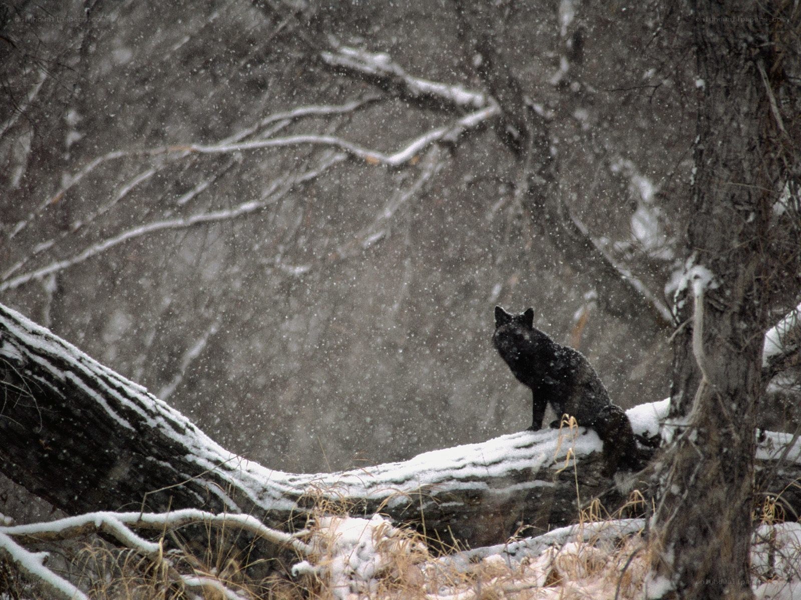 Fox in snowy forest